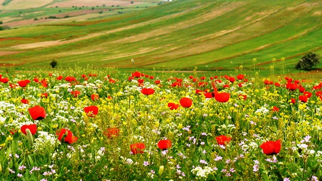 دشت های "شمال میامی" در ایران+تصاویر
