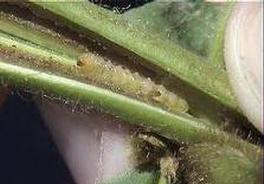 مبارزه بیولوژیک با آفت ساقه خوار برنج در انزلی