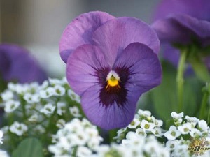 ویژگی های درمانی گیاه بنفشه از نگاه امام رضا(ع)