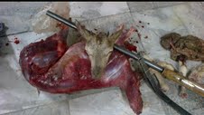 دستگيري يك گروه متخلف شكار در زيستگاه هاي طبيعي استان اصفهان