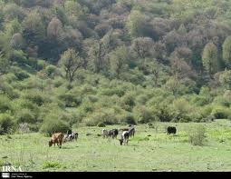 معاون منابع طبیعی استان مرکزی از ایجاد پارک آبخیز در منطقه گردشگری گردو اراک خبر داد