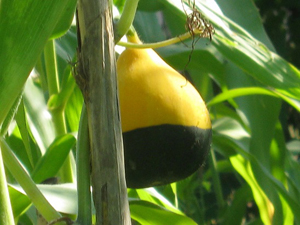 کشت کدوی زینتی دز فارس