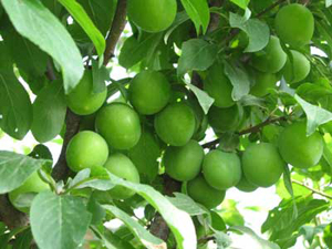 برداشت گوجه سبز در فارس