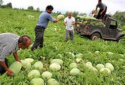 برداشت هندوانه در ابرکوه