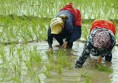 ۲۱۸ هزار هکتار از شالیزارهای مازندران نشاکاری شد