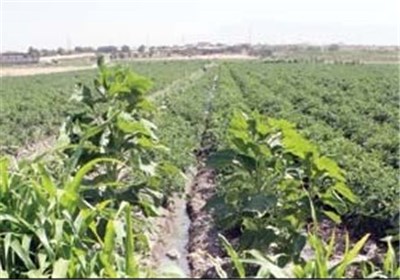تولید بیش از 24 هزار تن سبزی در خراسان جنوبی
