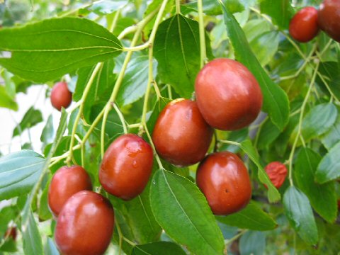 بهترین عناب دنیا در خراسان جنوبی
