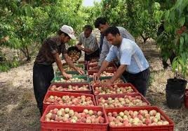 پویایی کشت و صنعت مغان نیازمند تکنولوژی ها و تجهیزات نوین