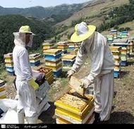450 زنبوردار مهاجر و بومی در مناطق ییلاقی ارومیه مستقر شدند