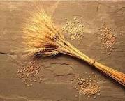 افزایش چهار برابری خرید گندم در استان مرکزی