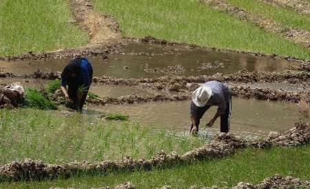 بیش از 2000 تن برنج در گچساران برداشت می شود