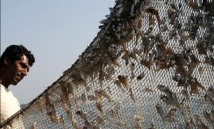محیط بانان، سه ماهی گیر غیر مجاز در کوهرنگ را دستگیر کردند