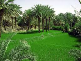 آبادان، روستایی کوچک در شهرستان ایرانشهر