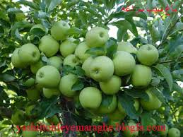 برداشت سیب بهاره از باغات شهرستان البرز