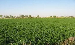 یونجه؛ سلطان گیاهان دارویی