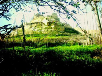 کوهستان‌هایی به گلستانی گل‌های وحشی رنگارنگ + تصاویر