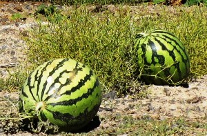 کاشت هندوانه ارگانیک در 5 هکتار اراضی فارس