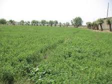 خرید توافقی انواع محصولات کشاورزی