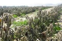 خسارت طوفان به مزارع جالیزی سیستان