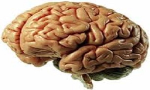 نقش کرم ها در مهار بیماری های مغزی