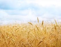 آغاز خرید گندم در چایپاره