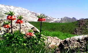 شاهو" سر به افلاک کشیده‌ زاگرس