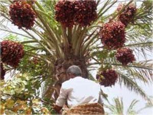 بیمه بیش از هزار هکتار از نخیلات بارور شهرستان بندر عباس