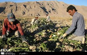 پیش بینی برداشت25 هزارتن محصول چغندرقند در خراسان شمالی