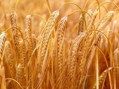 توزیع هزار تن جو  بین عشایر خراسان جنوبی
