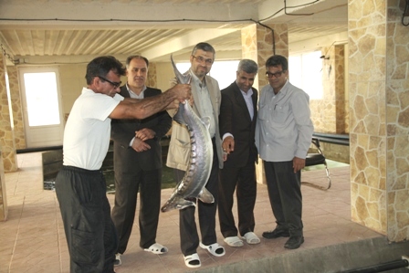 آماده ایجاد مراکز تخصصی آموزش شیلات در کشور هستیم