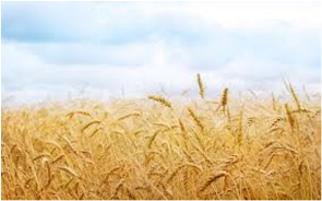 آغاز برداشت گندم ازنقاط سرد سیر استان خراسان رضوی