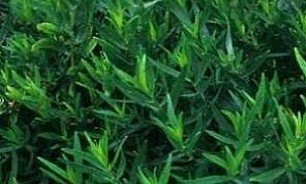 در وعده سحری با خوردن معطرها دوپینگ کنید!