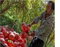 رونق صادرات محصولات کشاورزی با بهره‌برداری از پایانه مرزی پلدشت