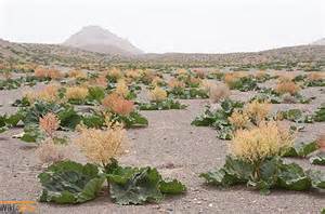 کویر یزد کلکسیونی از داروهای گیاهی / 600 گونه گیاهی نادر در کوهستانهای یزد