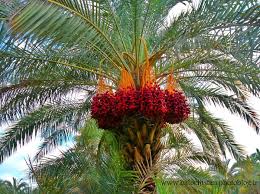 جشن بزرگ خرماچینی در سراوان برگزار شد