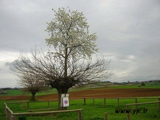 شگفت انگیزترین درخت دنیا +عکس