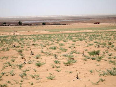 با اجرای طرح بین المللی ترسیب کربن در استان کویری:

احیای 29 هزار هکتار از اراضی خراسان جنوبی
