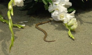 یک مار مجلس نمایندگان مکزیک را تعطیل کرد