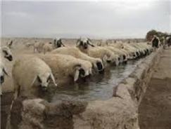 خسارت یک هزار میلیارد ریالی خشکسالی بر بخش دام خراسان رضوی