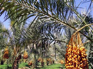 توزیع پا جوش نخیلات یارانه دار بین نخلداران هرمزگان