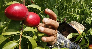 تولید 1400 تن هلو شلیل و زردالو در شهرستان دالاهو