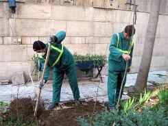 کاشت 2 هزار و 900 اصله نهال رایگان مقابل منازل شهروندان مشهدی