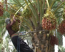 رطب جیرفت در آستانه برداشت