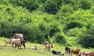 جنگلهای شمال با فقدان تجدید حیات مواجه‌اند/خرید و فروش شهرک سازی و چرای بی‌رویه دام جنگلهای شمال را تهدید می کند