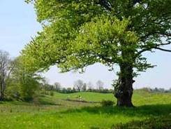 هشدار هواشناسی گیلان درباره هوای گرم و شرجی گیلان