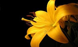 قیمت خرید هر شاخه گل چقدر است؟ +جدول