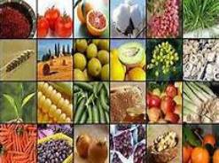 کشت محصولات جالیزی و سبزیجات در تالش