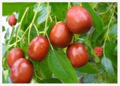 خراسان جنوبی یکی از قطب های پرورش عناب در جهان