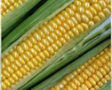 کشت ذرت استان اصفهان