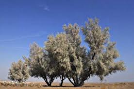 درختی که آب را تصفیه می‌کند